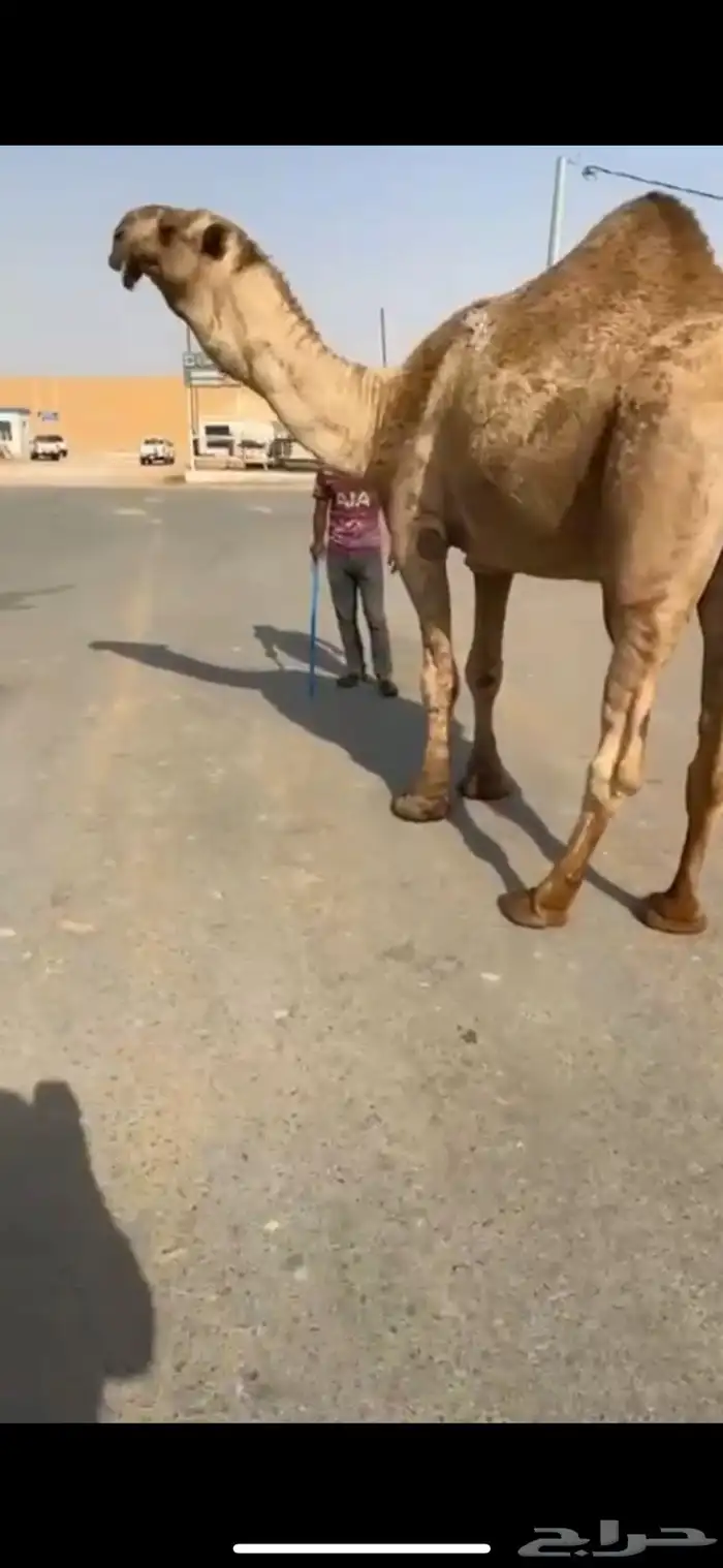 للبيع البعير الكفو 0