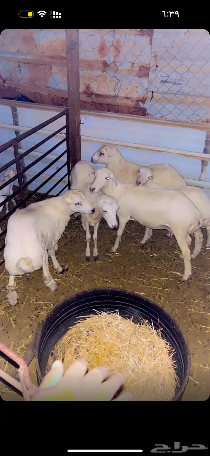 غنم رفيدي مهجن حري 3