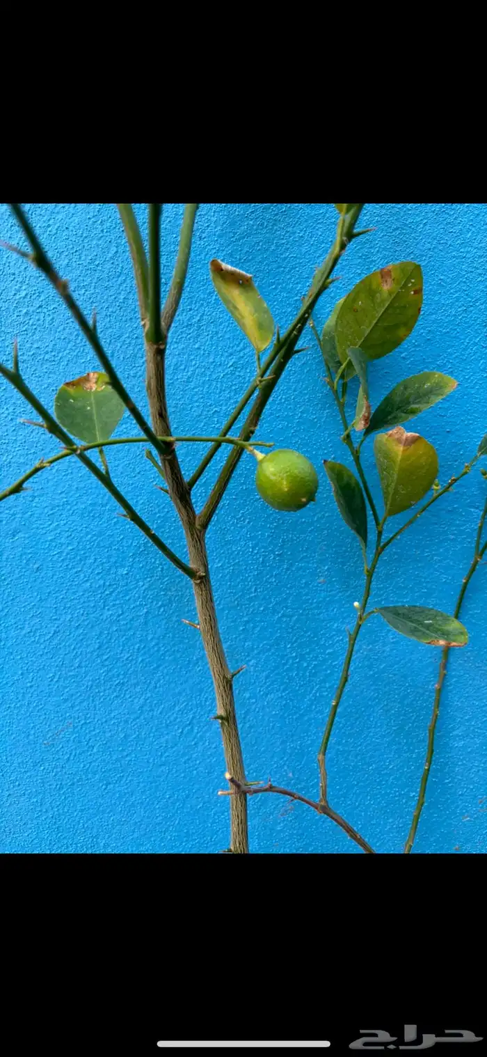 مشتل اشجار شتلات 3