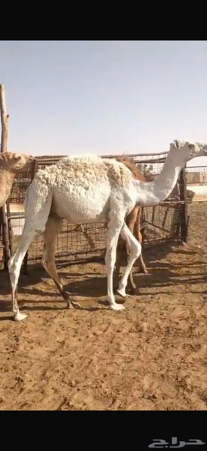 للبيع حشو تربيه 1