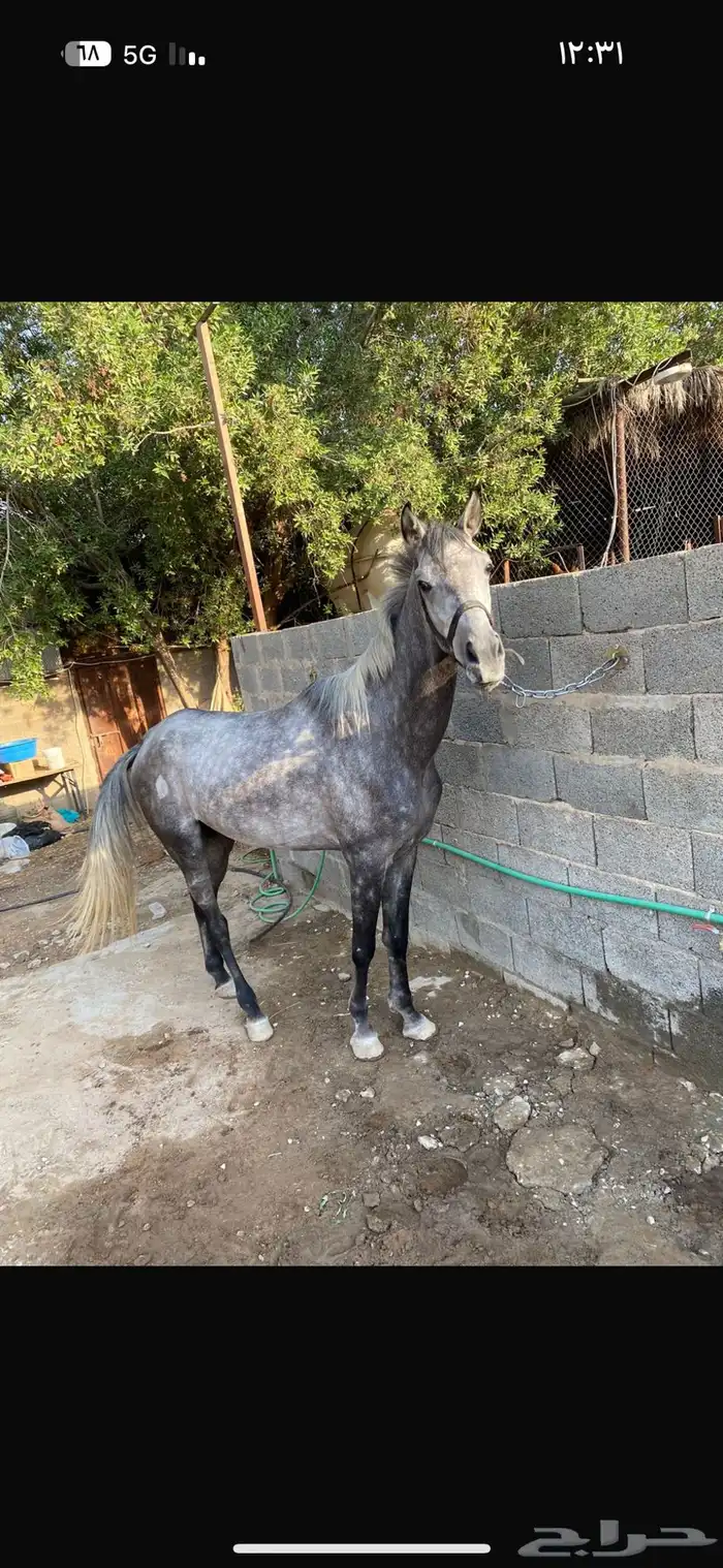حصان شعبي مشروك 1