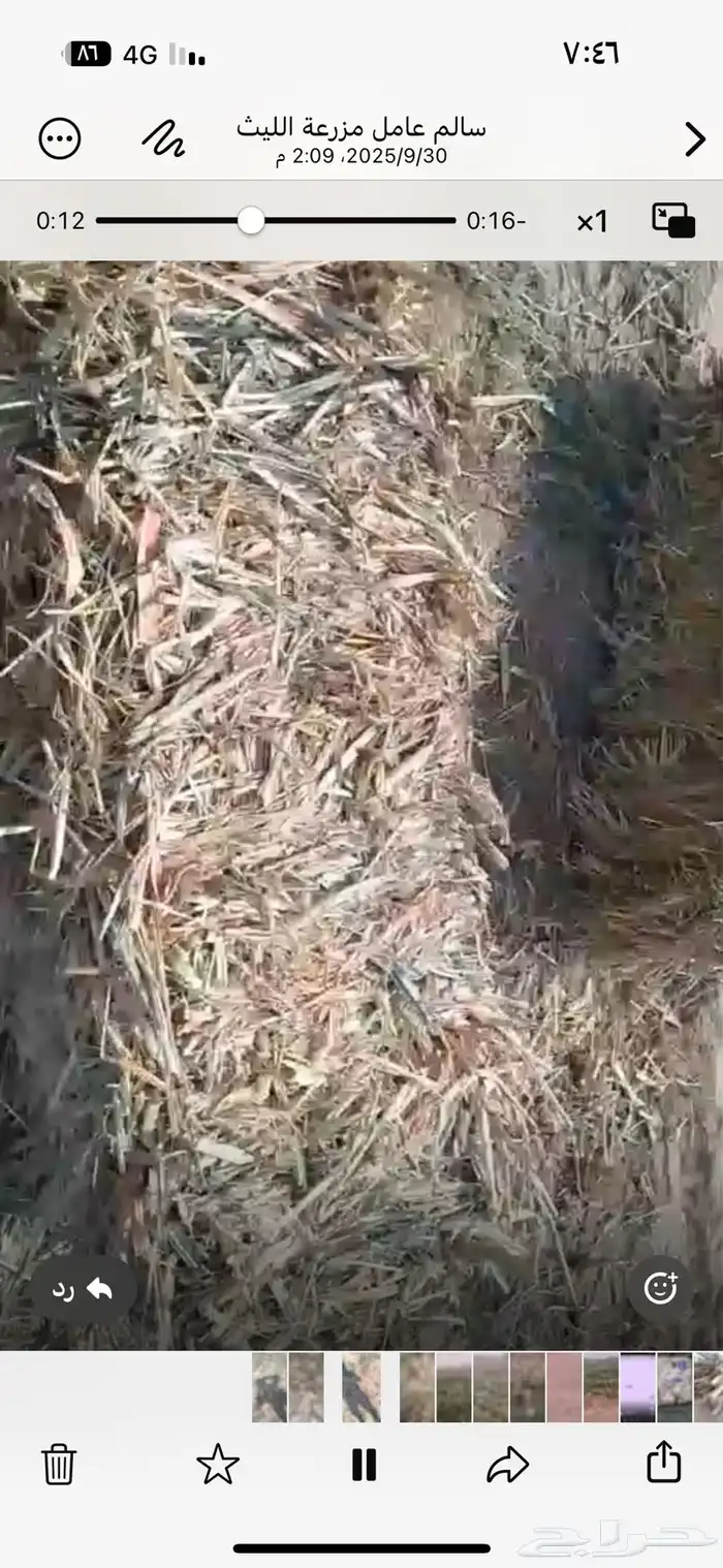 علف ذرة مخلوط مع رودس 1