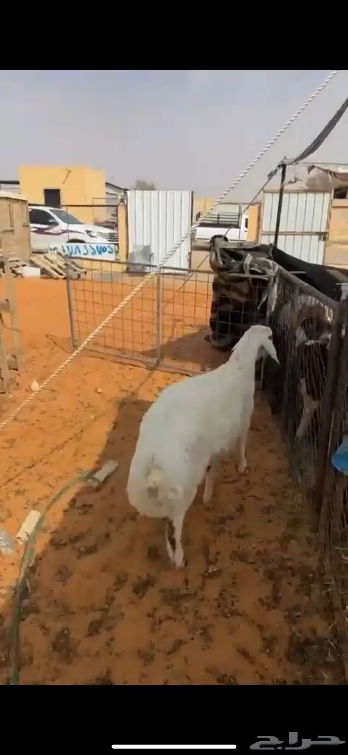 خروف مشروك نعيمي مع حري طيب ونظيف وشحم عمره 6 شهور 0