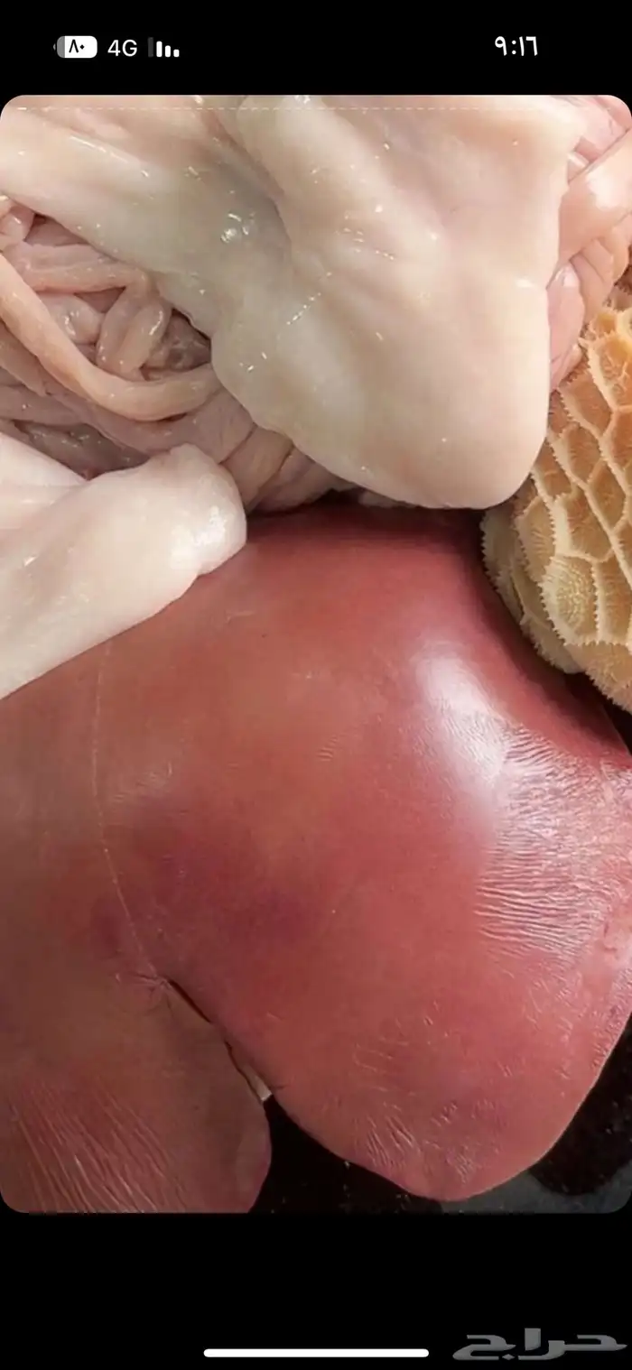 ذبائح حائل هرافي تيوس جبر 18