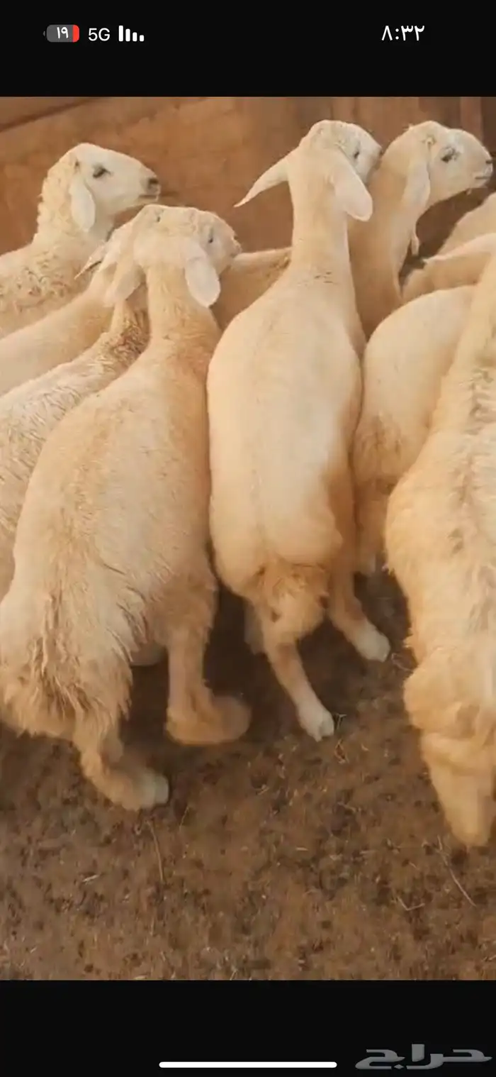 طليان ذبايح 1