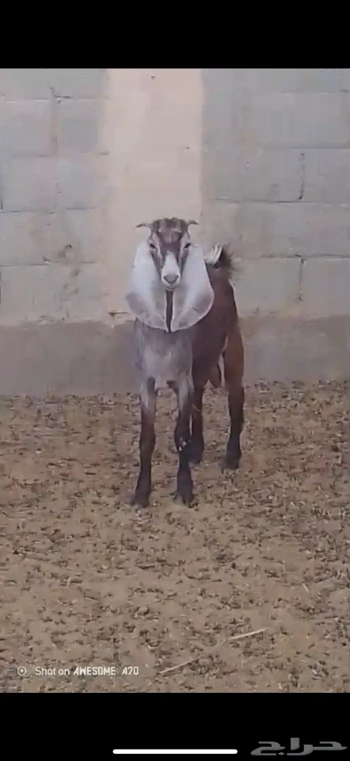 تيوس فحل قبرصي للبيع 2