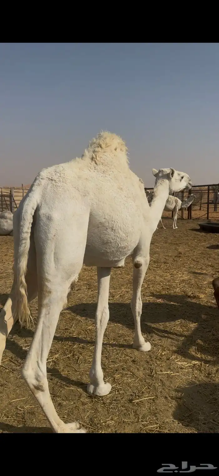 بكره وضحاء حليوه ساسها طيب الي بيقني او اسكين 2