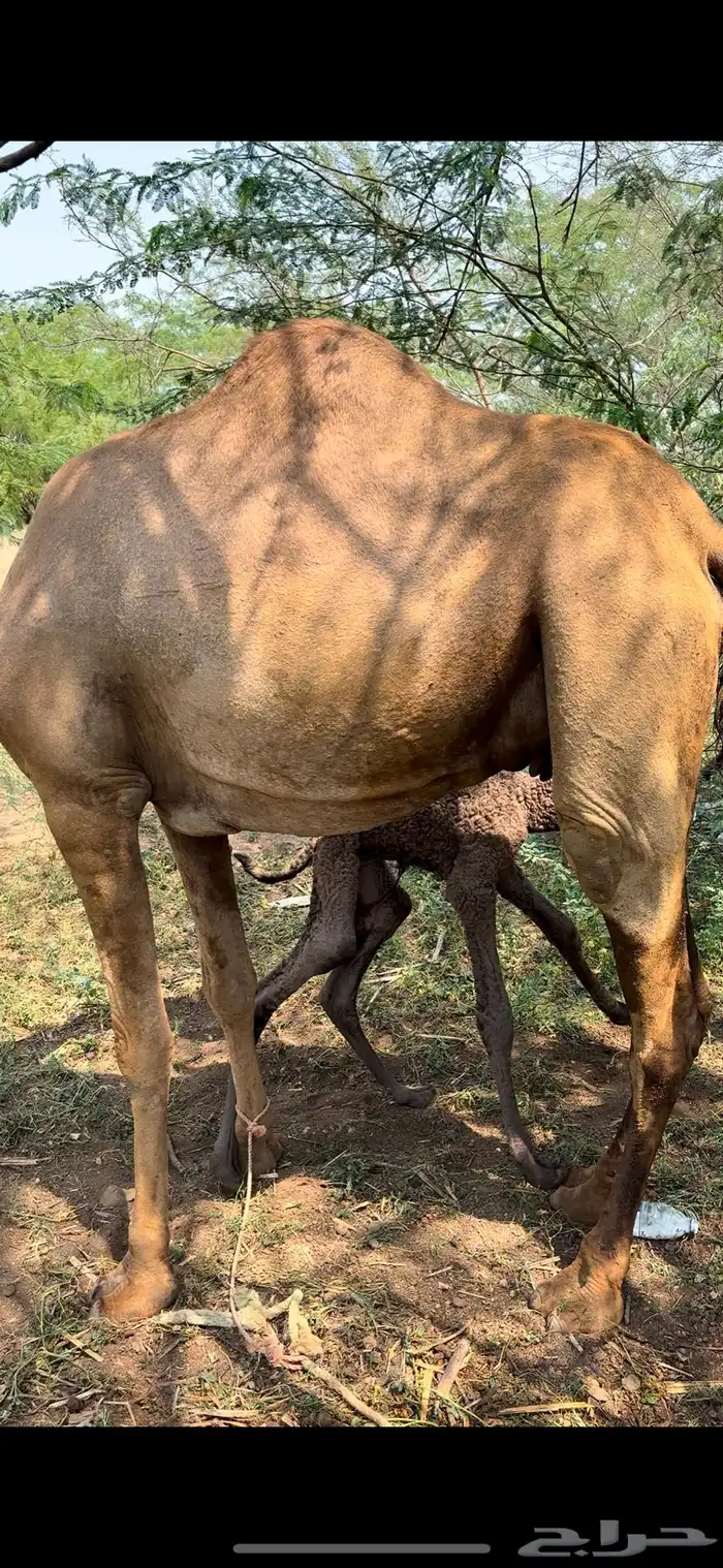 ناقه للبيع مشروطة 3