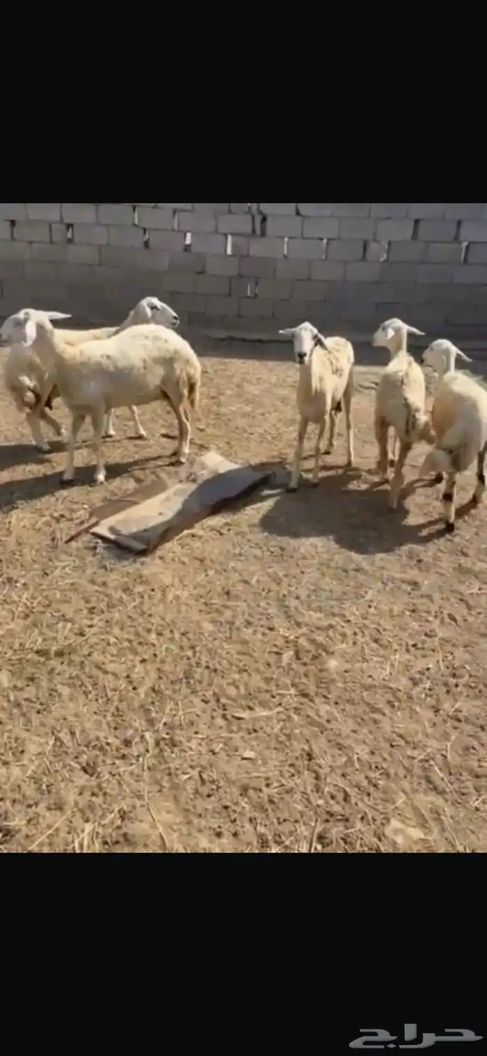 ضان 3
