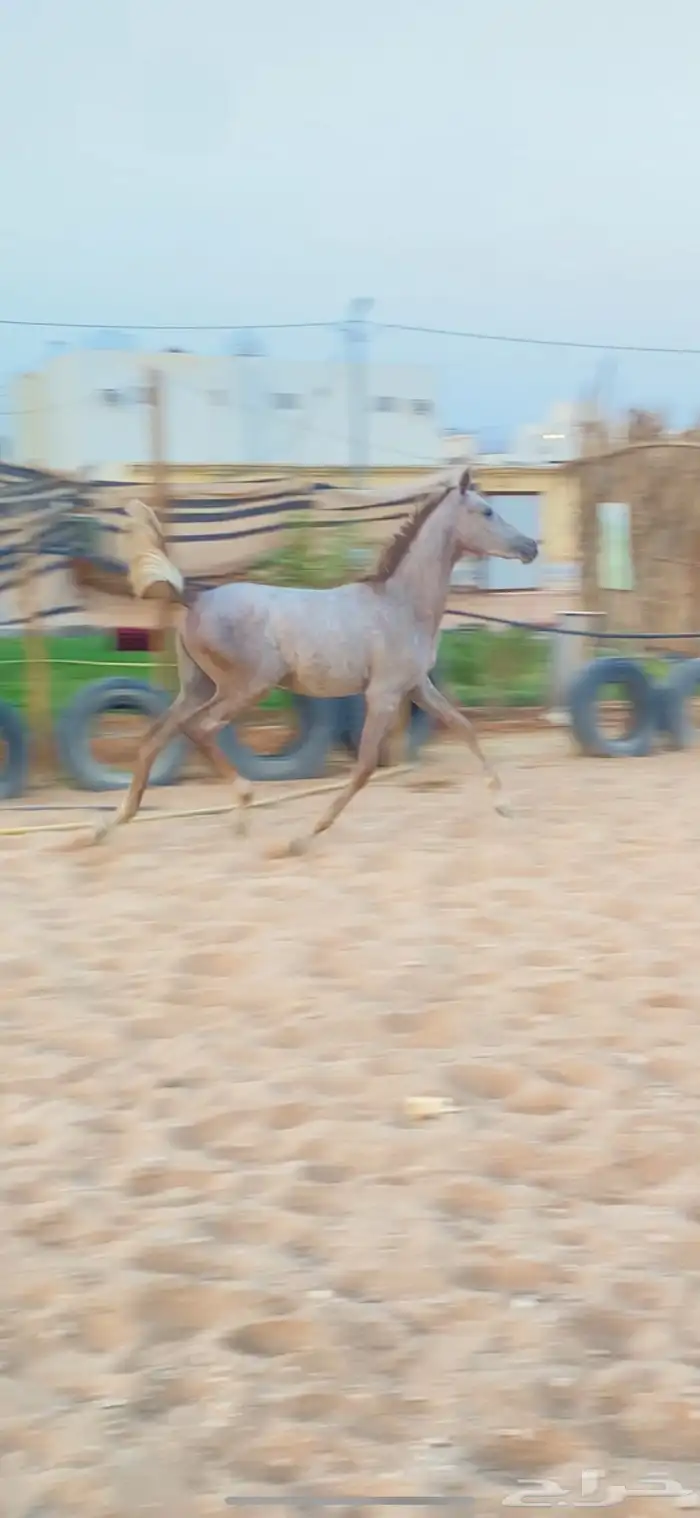 مهرة 3