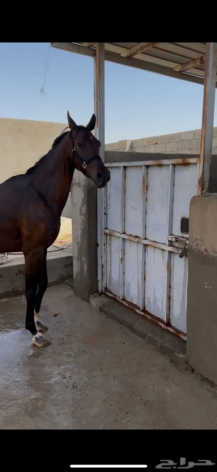 فرس كميت مع ولدها 3