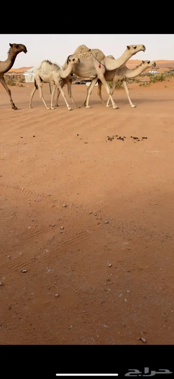 عشرا شقحا طيب 2