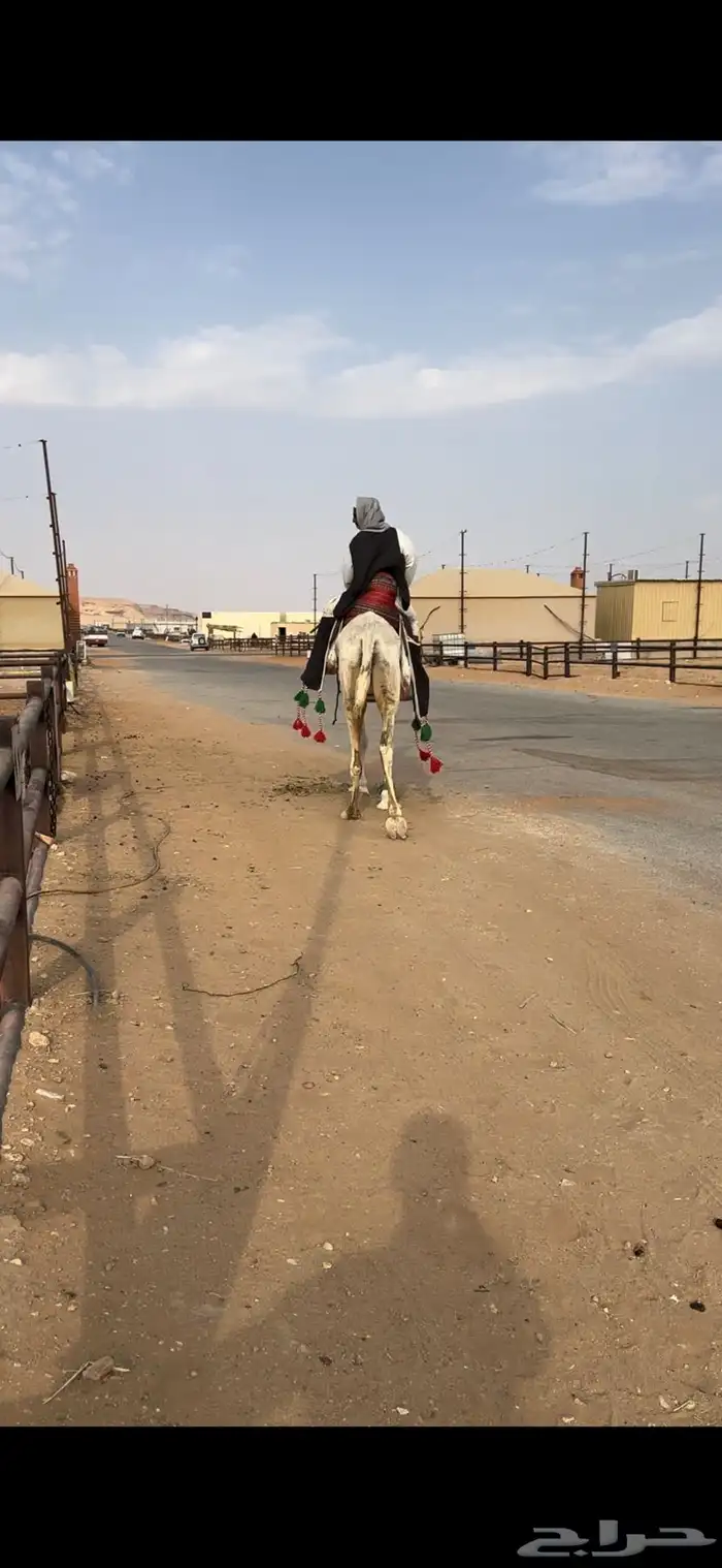 رحول وضحى طيبه 5