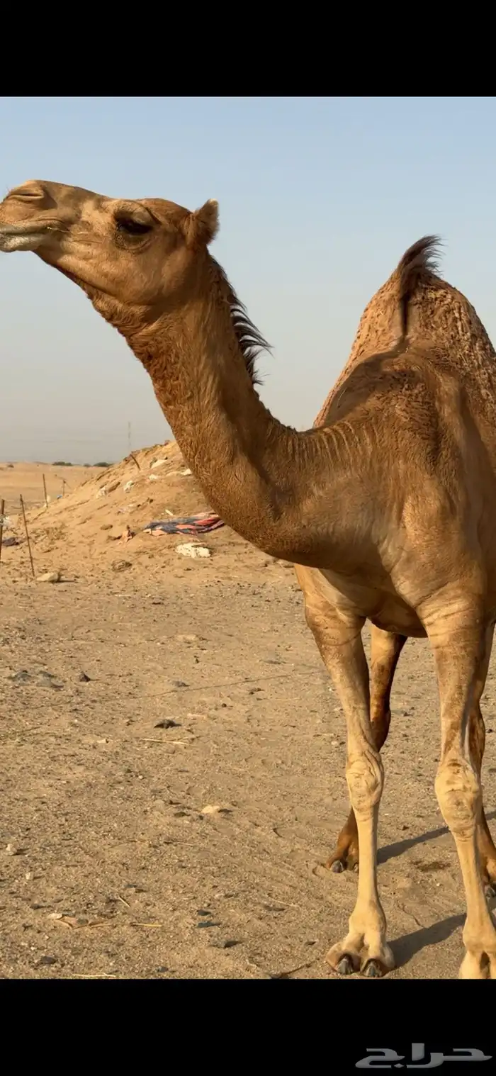 بكره ساحليه لقحة للبيع 8