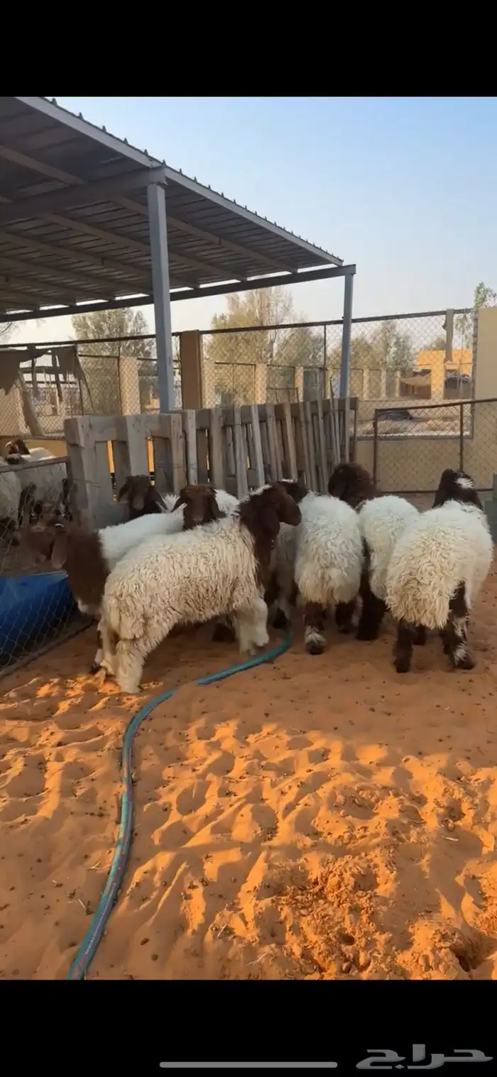 رخال نعيم 4