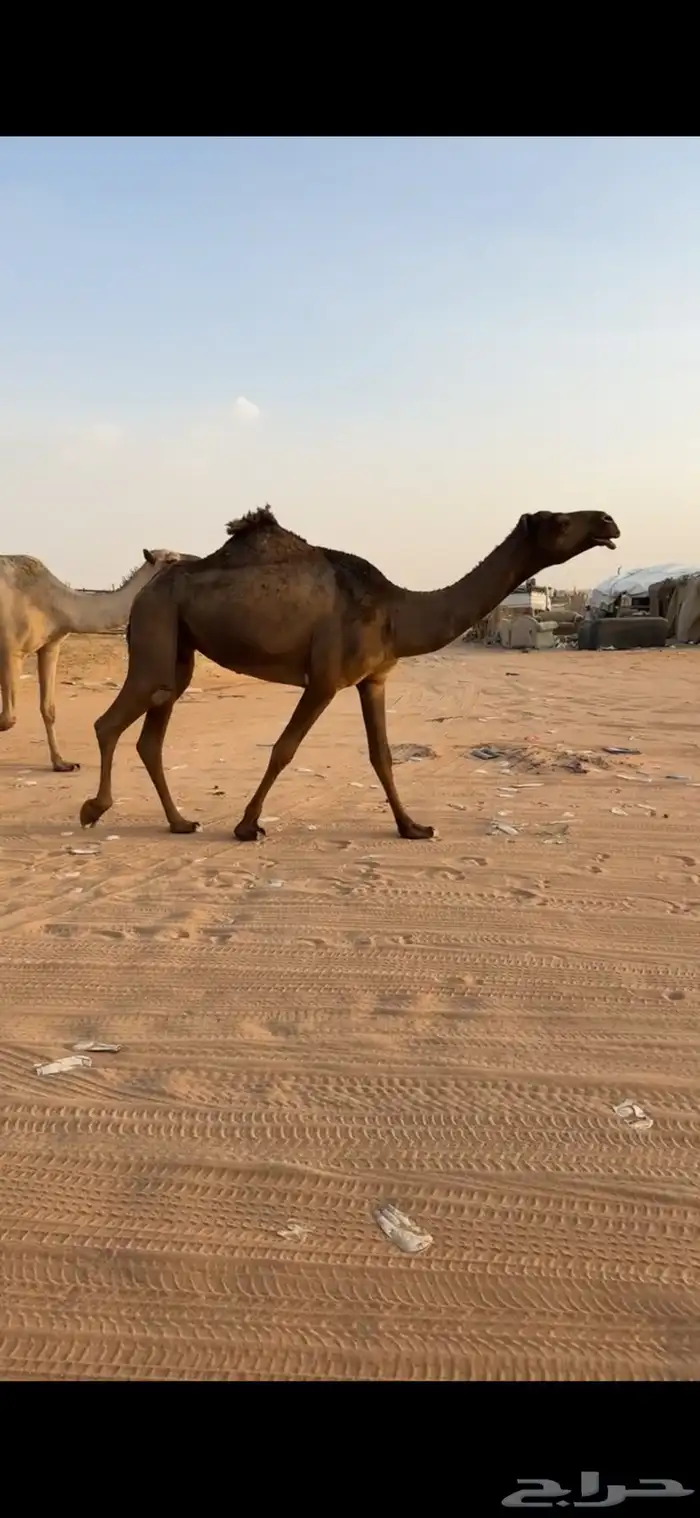 صفرا ثنيه 0