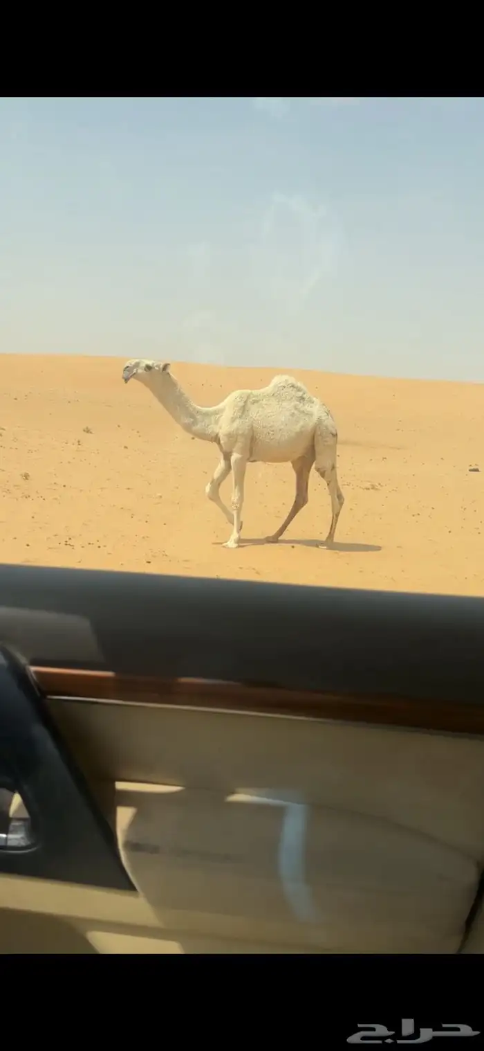 قعود باتلي 1