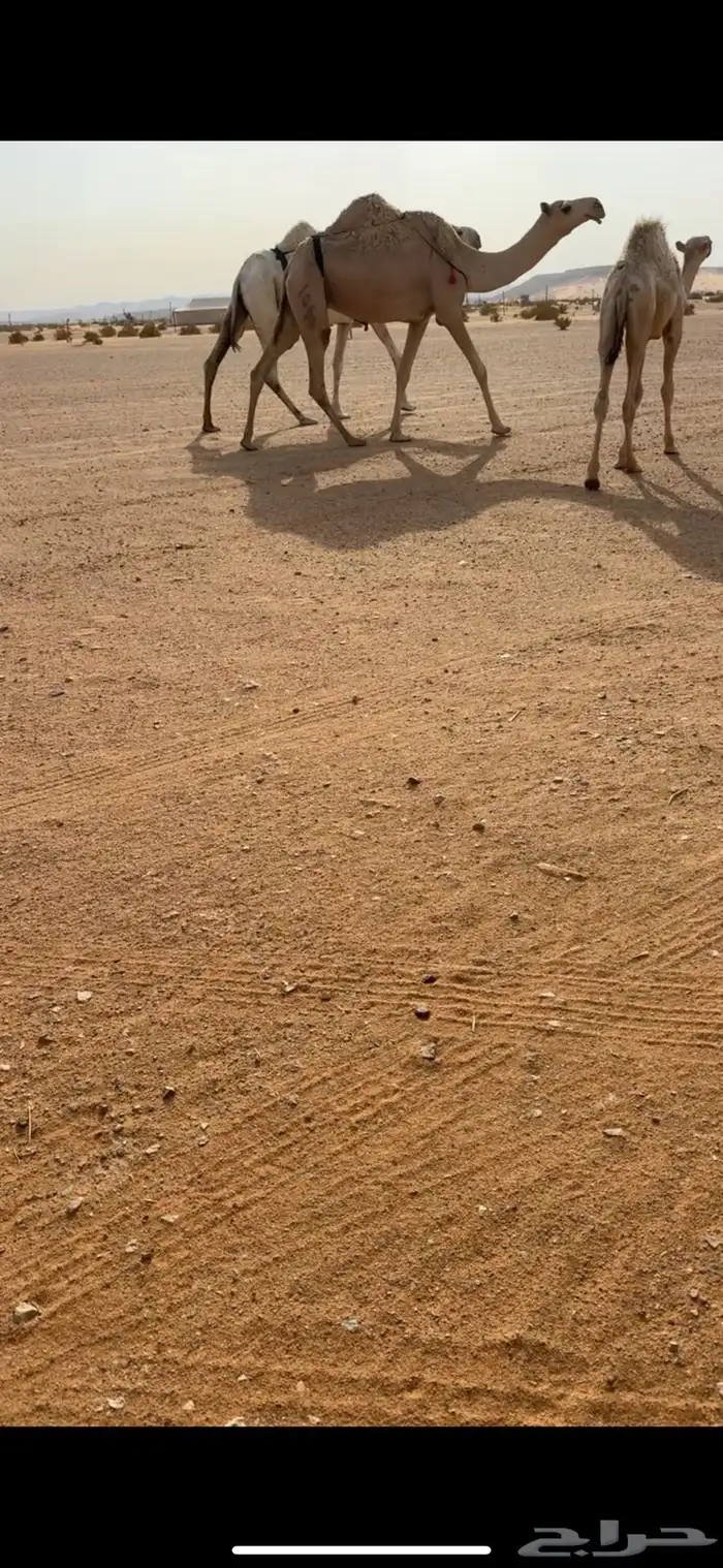 عشرا شقحا طيب 4