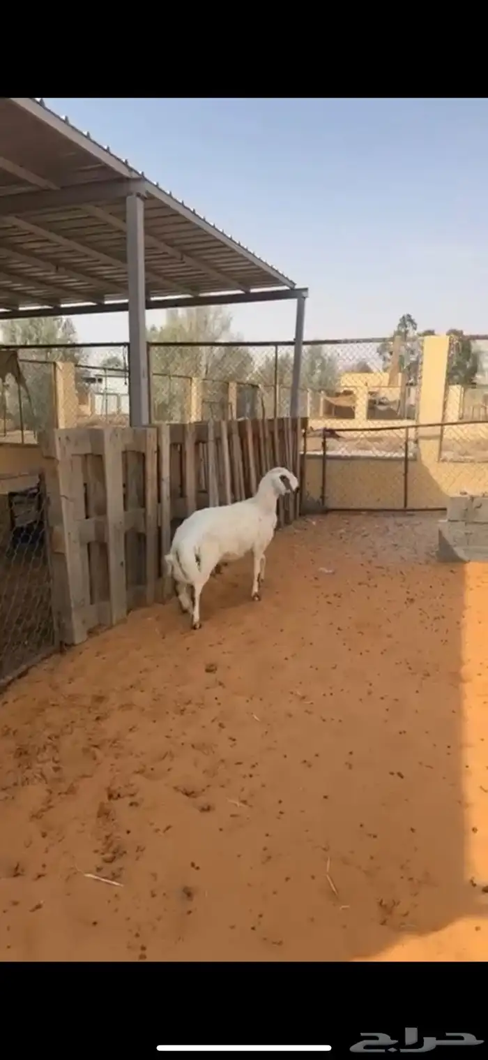 خروف مشروك نعيمي مع حري طيب ونظيف وشحم عمره 6 شهور 3