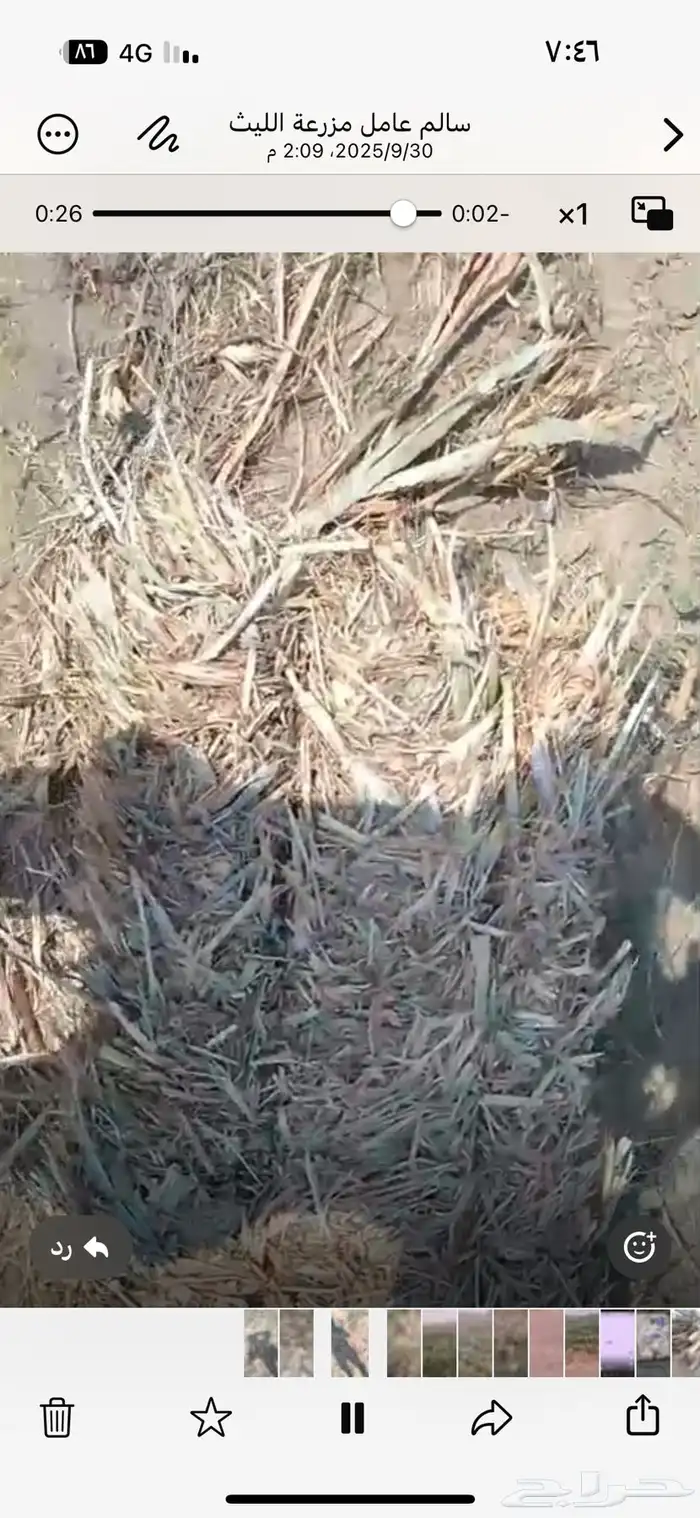 علف ذرة مخلوط مع رودس 0