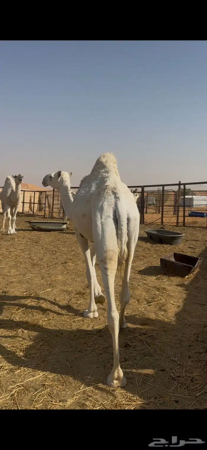 بكره وضحاء حليوه ساسها طيب الي بيقني او اسكين 1