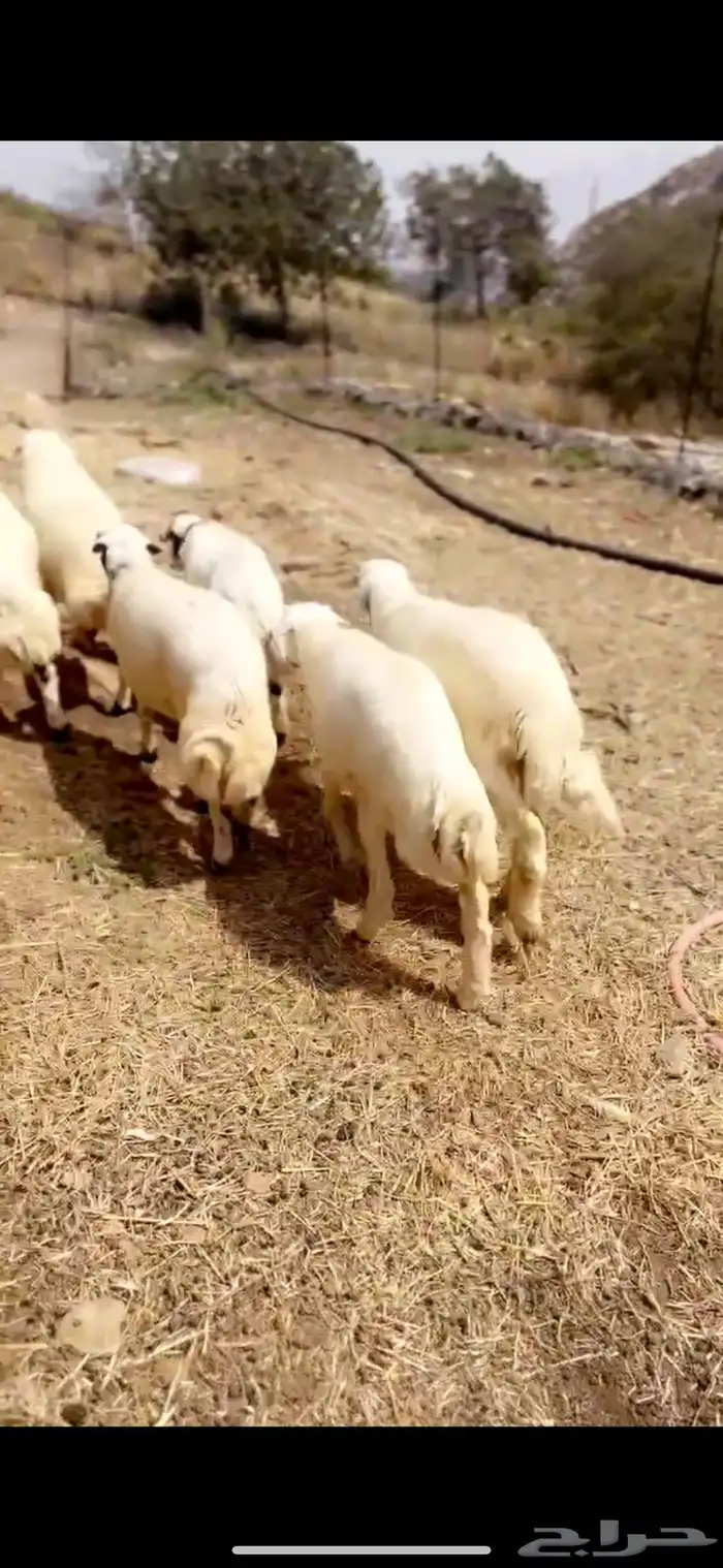 طليان جذعان مراح واحد 3