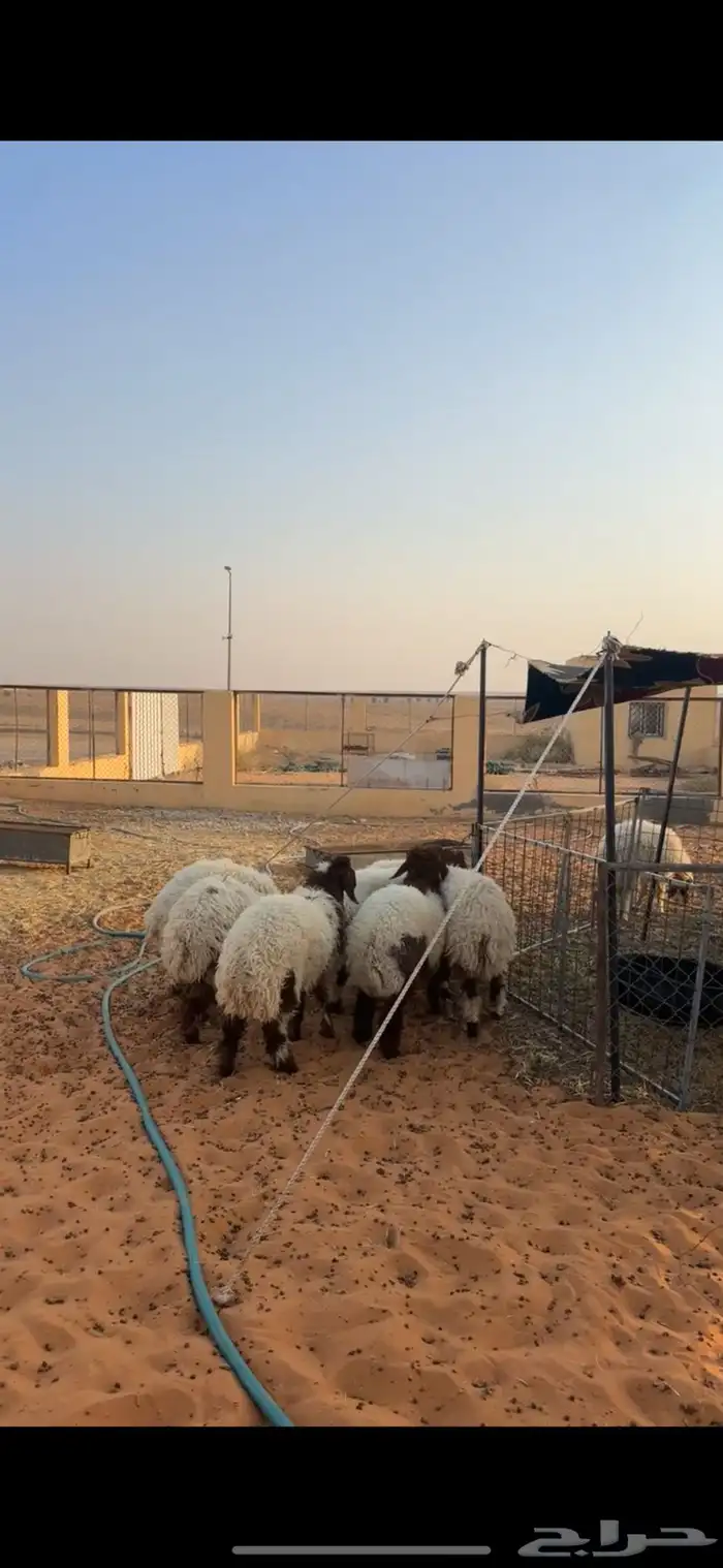 رخال نعيم 6