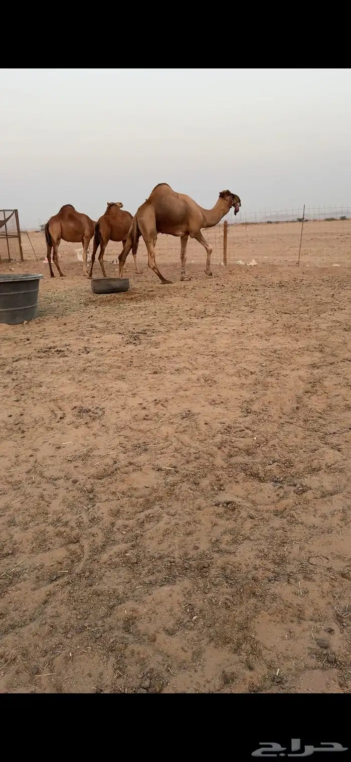بعير فحل للبيع 9