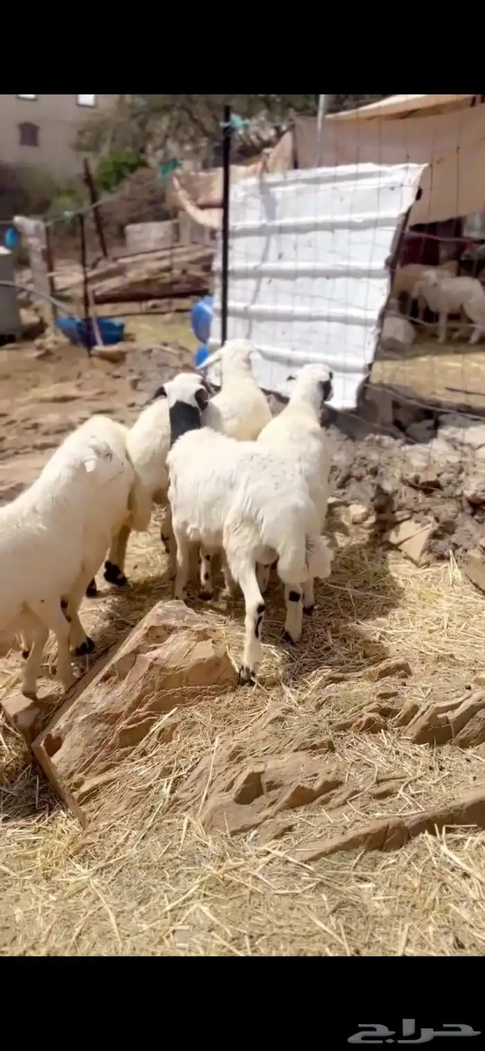 طليان جذعان مراح واحد 2