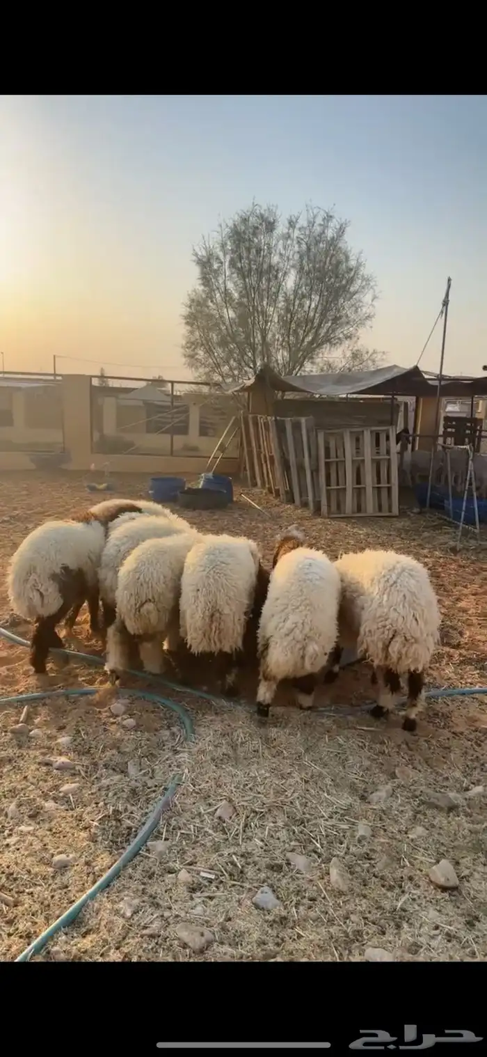 رخال نعيم 0