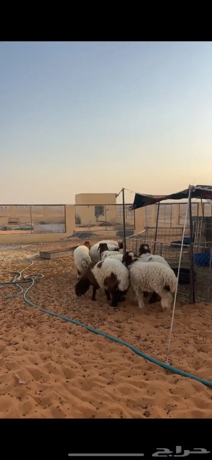 رخال نعيم 9