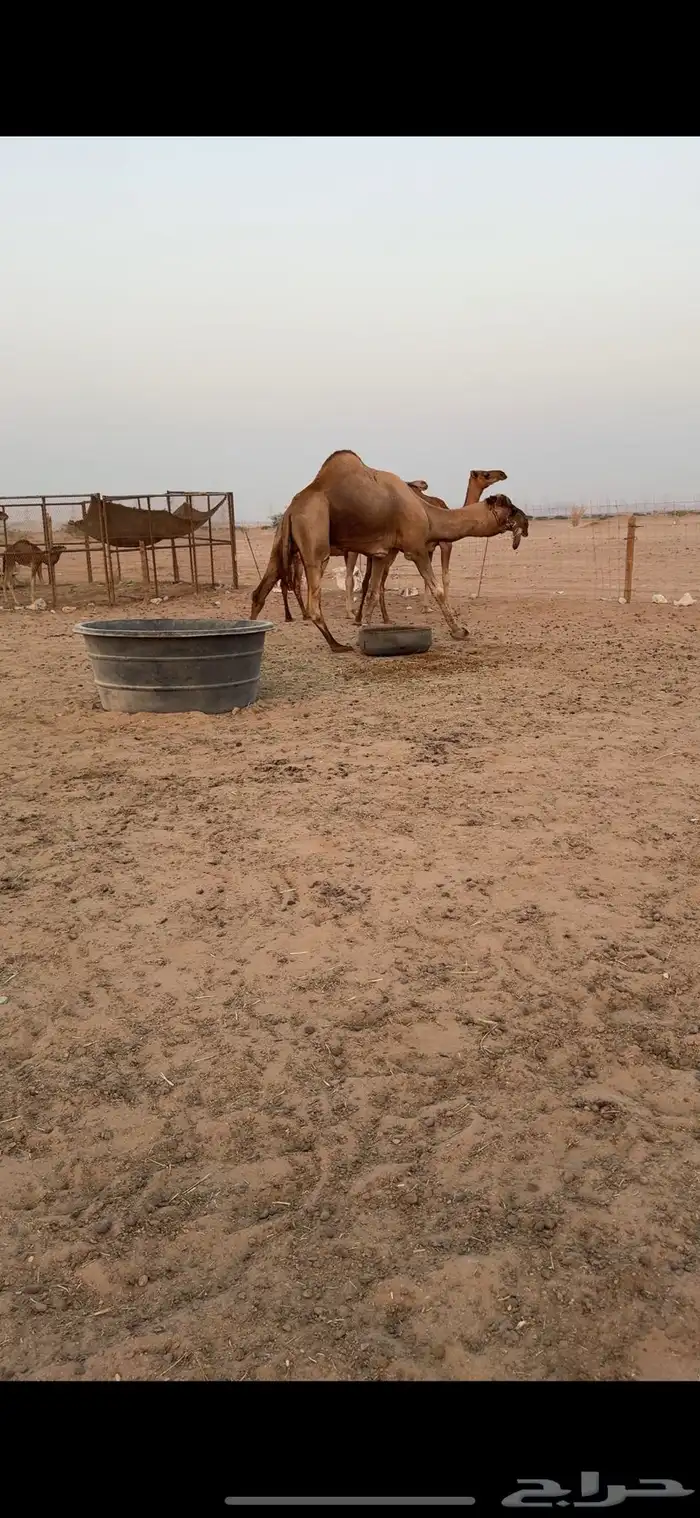 بعير فحل للبيع 6