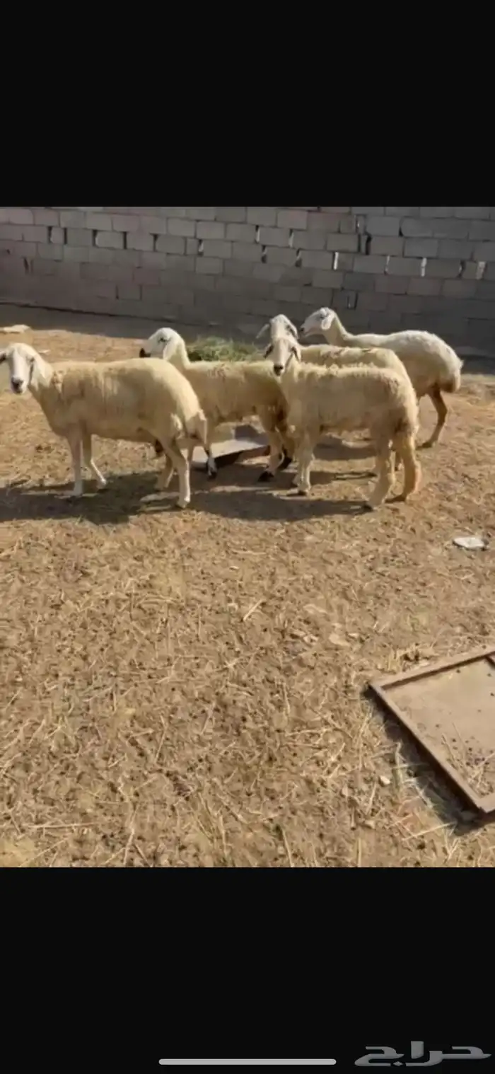 ضان 4