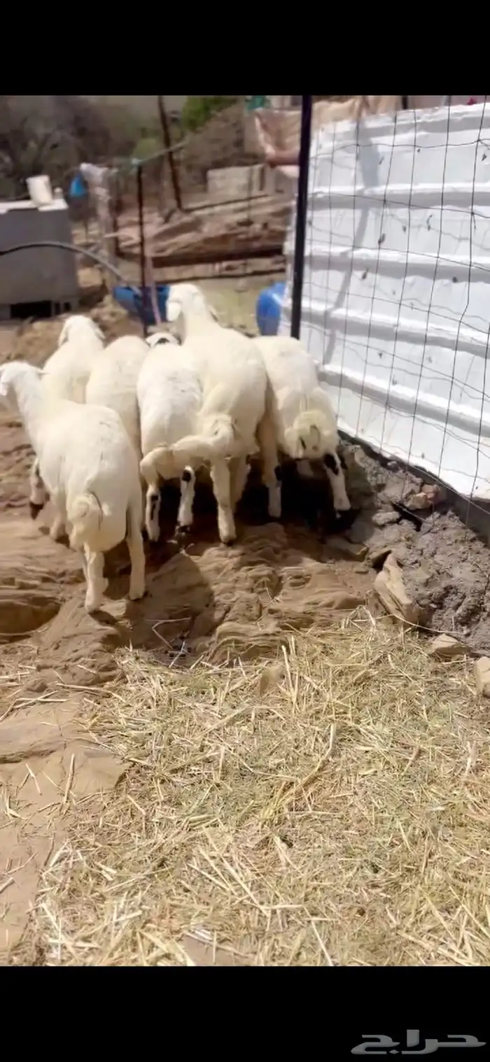 طليان جذعان مراح واحد 1