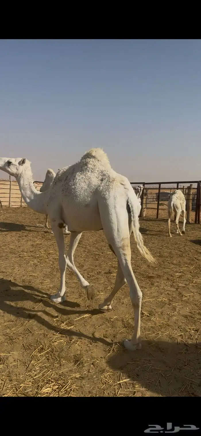 بكره وضحاء حليوه ساسها طيب الي بيقني او اسكين 0
