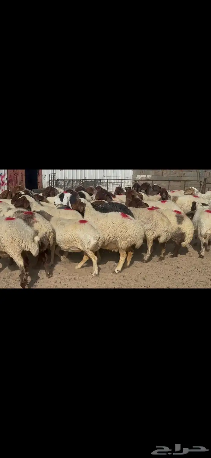 غنم نعيم شرط الدفيع . 19
