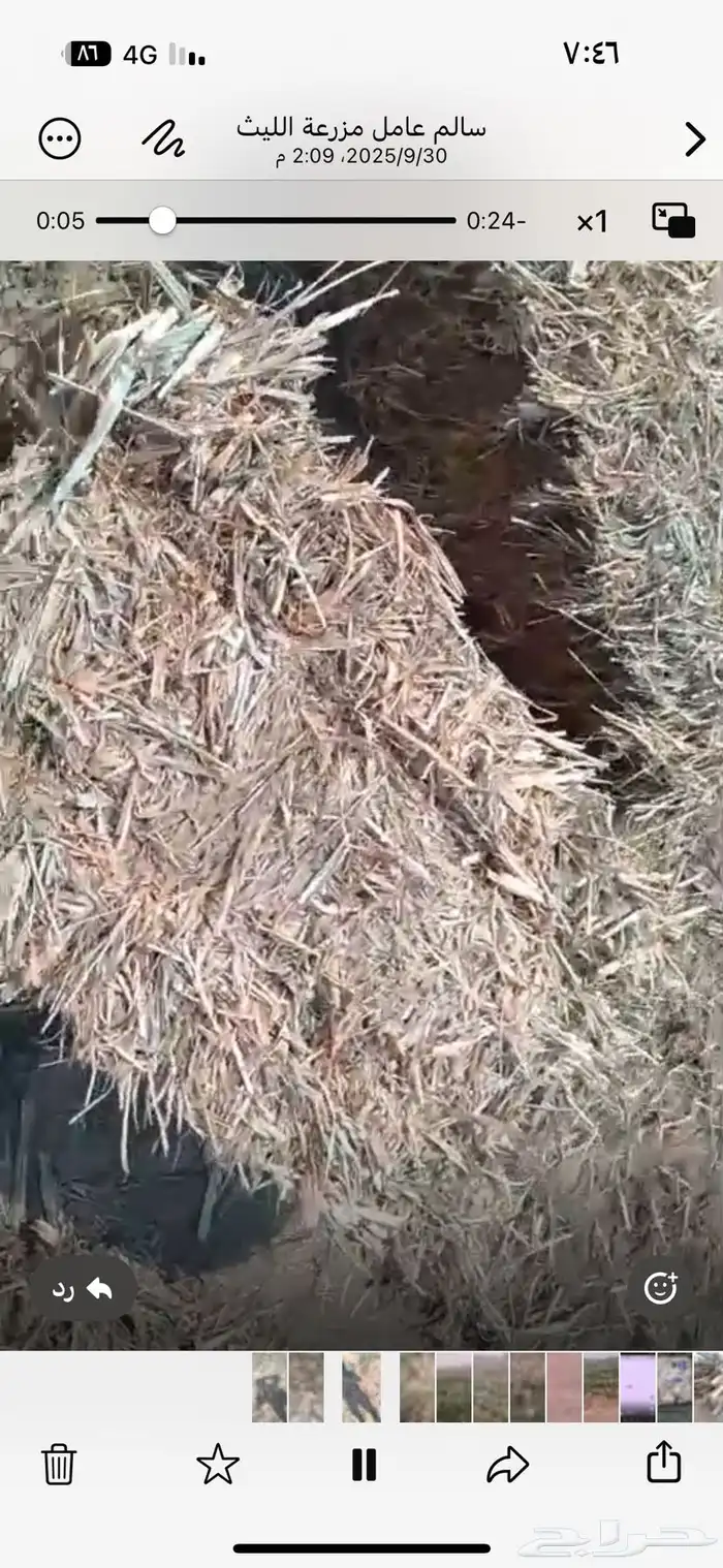 علف ذرة مخلوط مع رودس 2