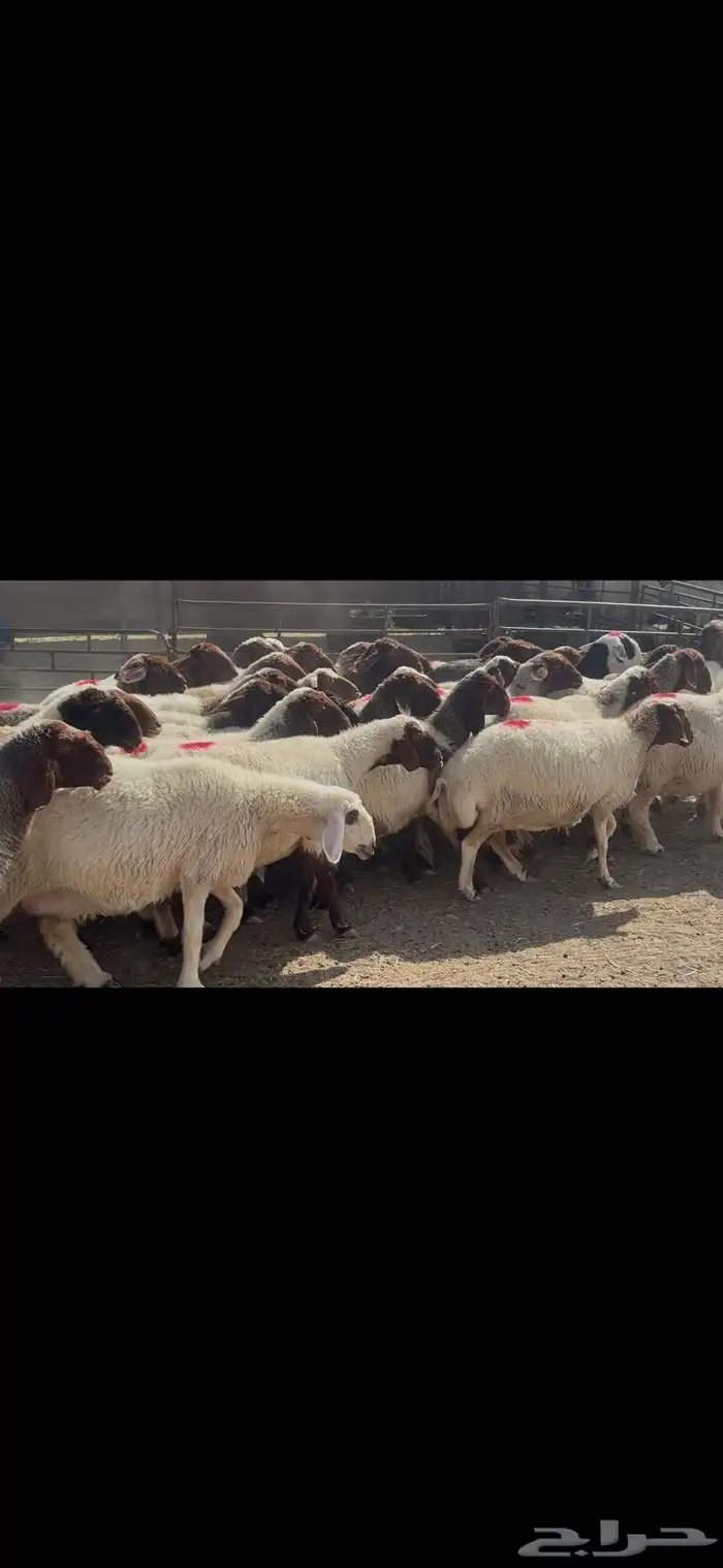 غنم نعيم شرط الدفيع . 21