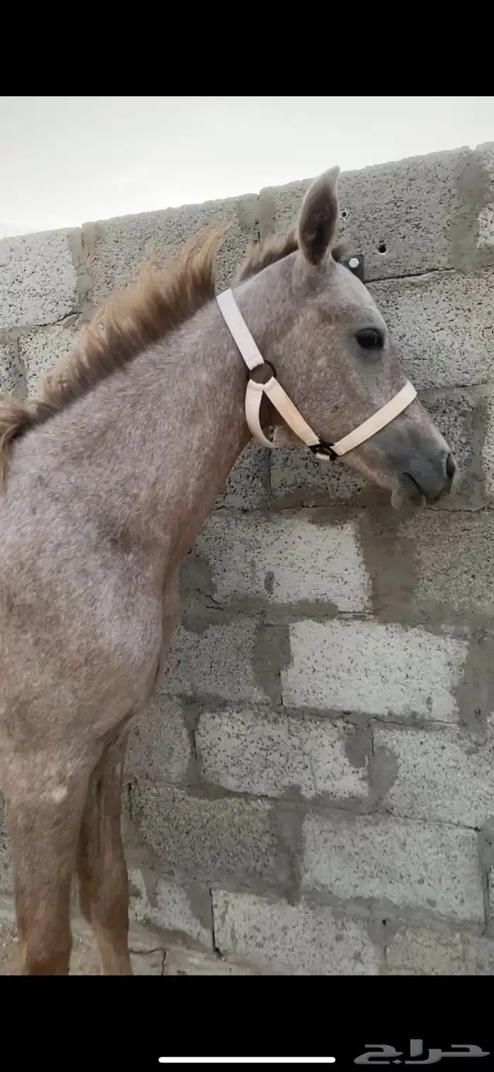 مهرة 0