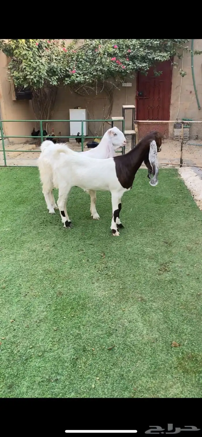 جذعات مطورات 0