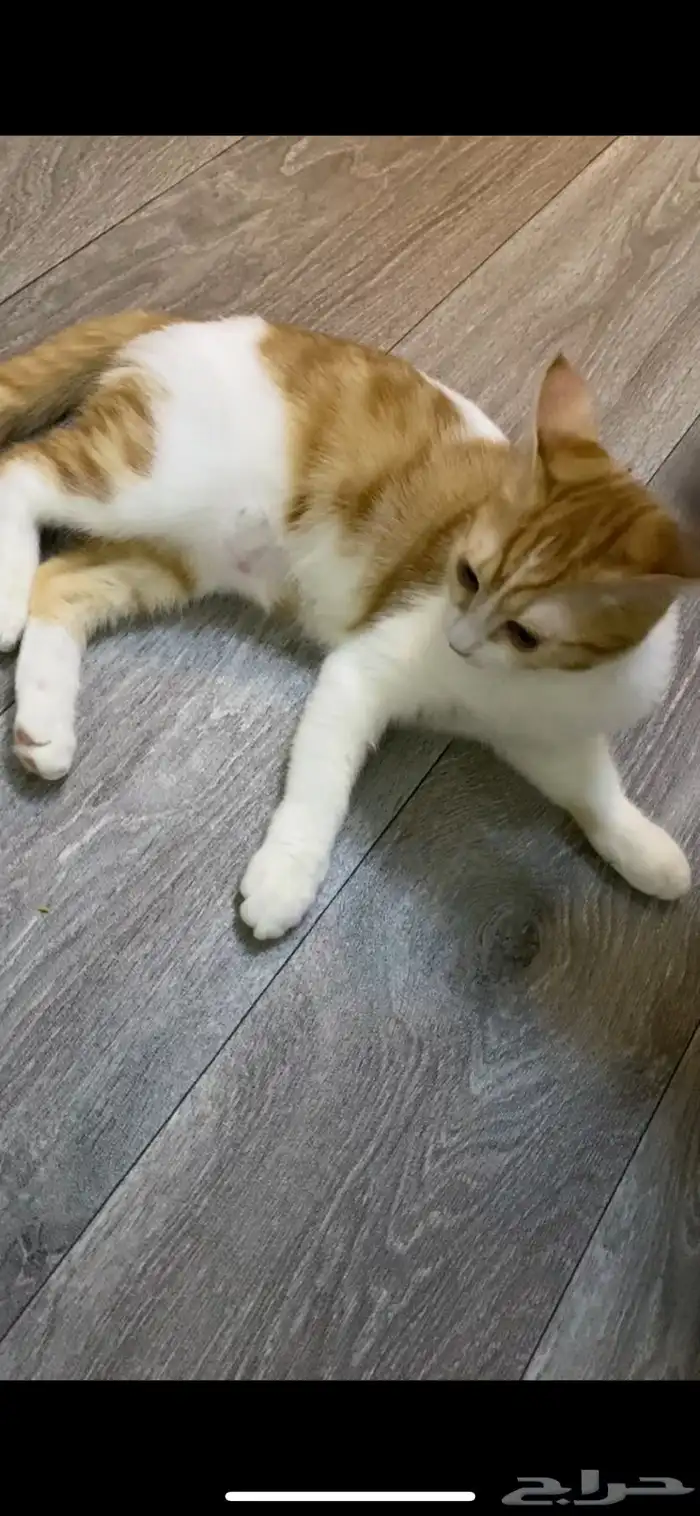 قطه 1