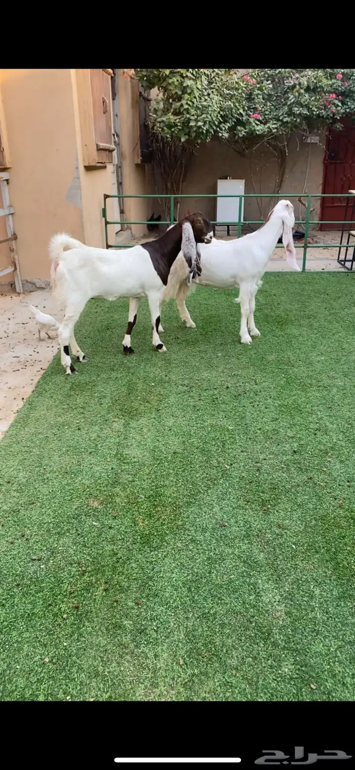 جذعات مطورات 1