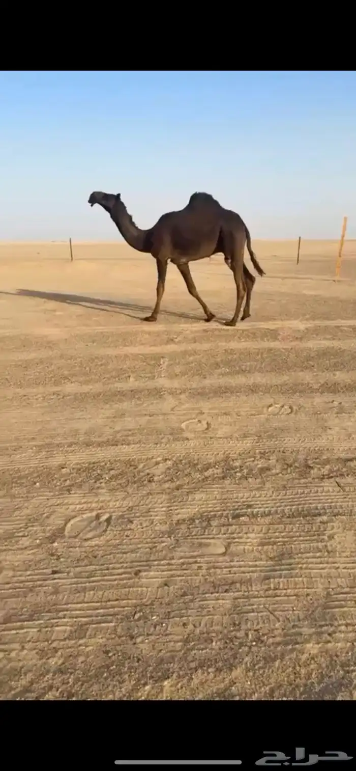 قعود مجهم فحل نادر 0