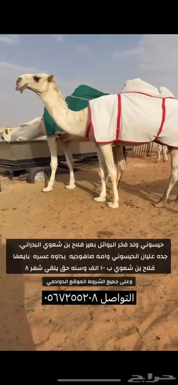 قعود اوضح حيسوني كفووو 0