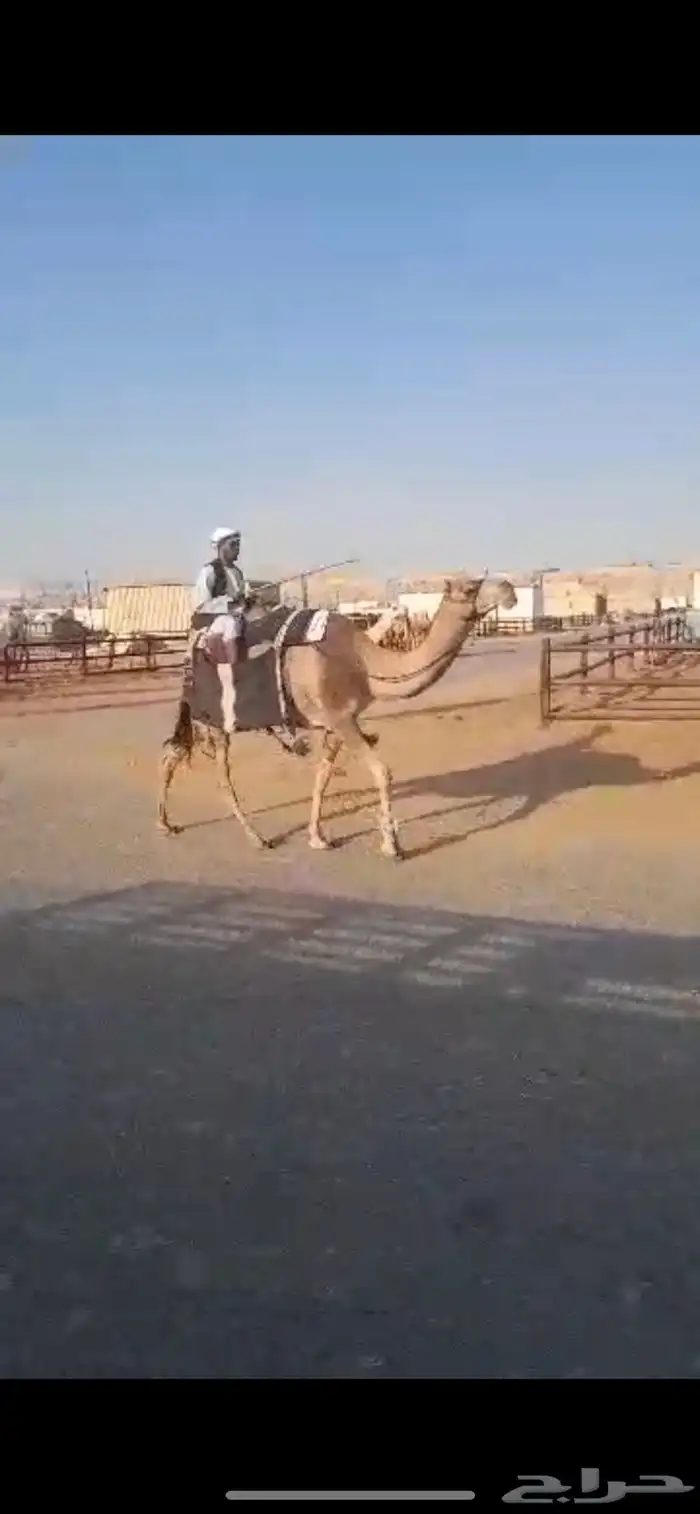 رحول حمرا طوع 1
