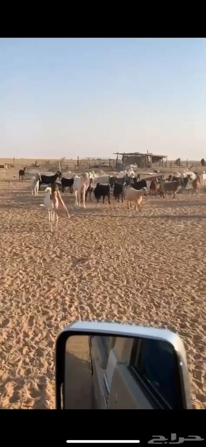 معزا للبيع 0