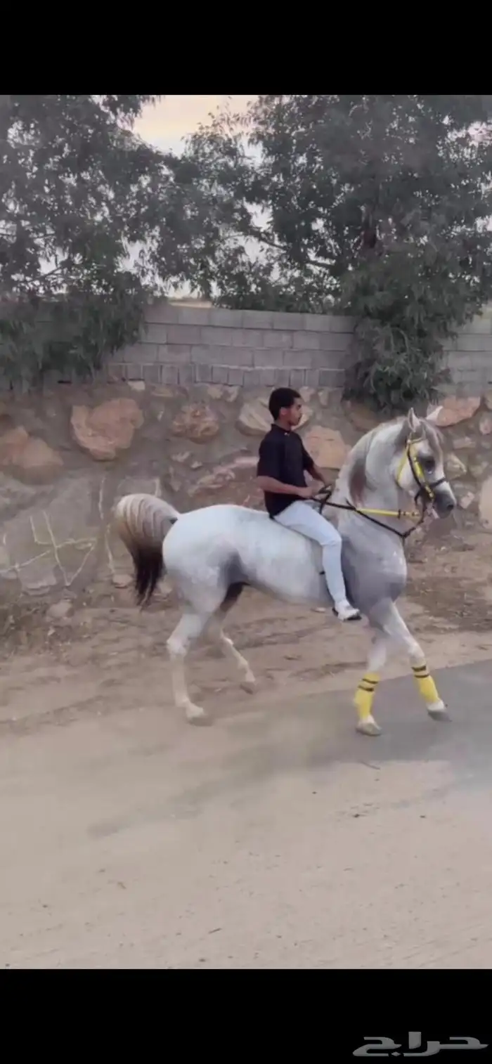 حصان رفيع وجبر 1