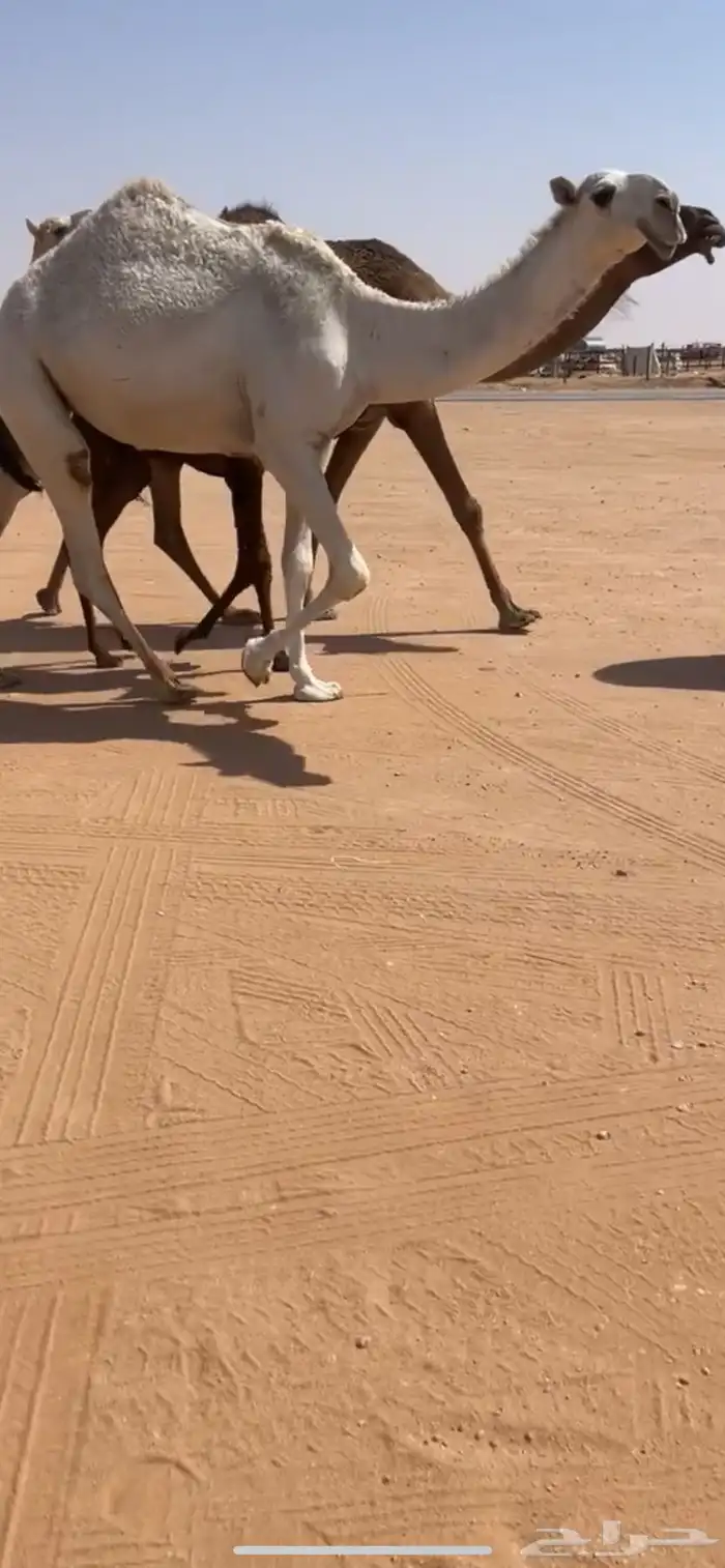 بكره وضحا 2