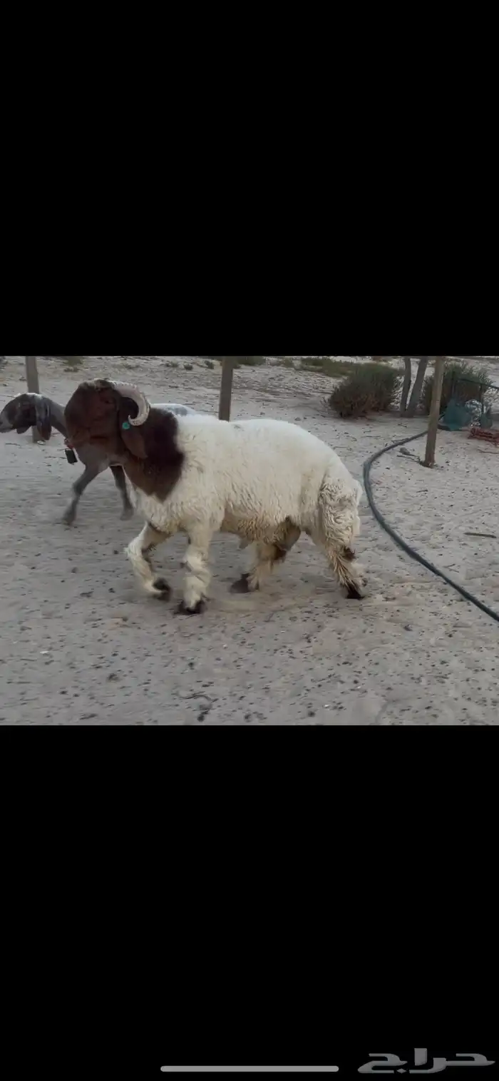 جذع نعيم صنف فاخر 0
