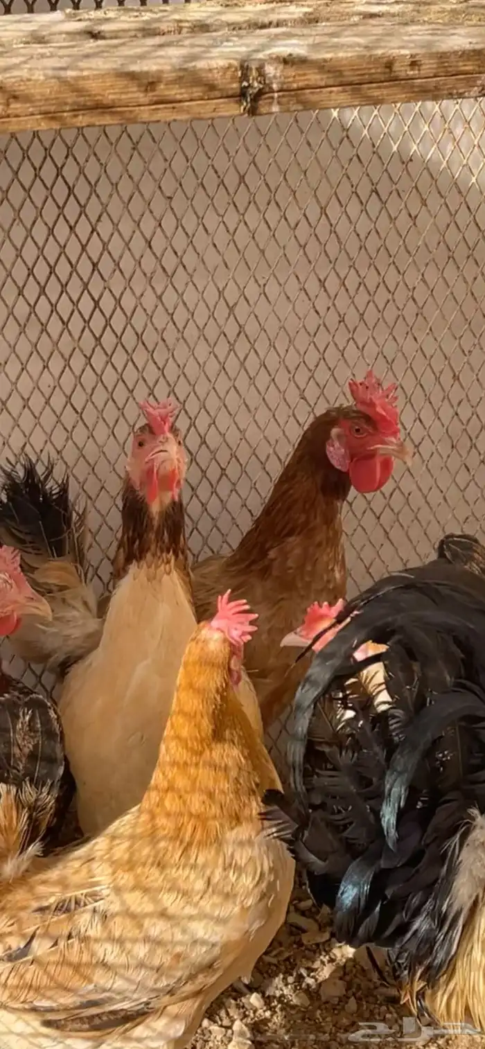 للبيع صوص عربي اصل افرق فيه اطقم وفيه تفردي 5